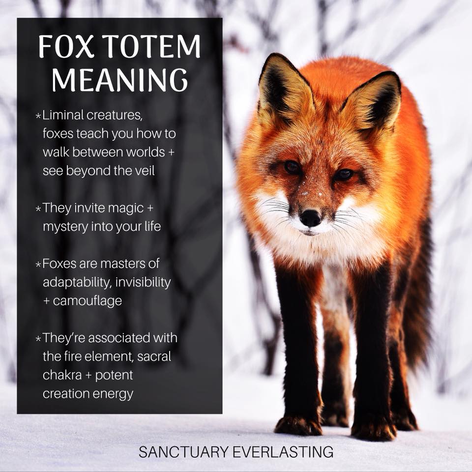 Fox Totem Meaning Sanctuary Everlasting 